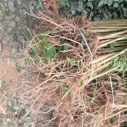 香椿种植新选择 泰安精诚苗木的大棚香椿树苗详解