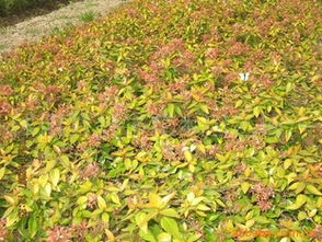 江苏沭阳新宇花木园艺场 苗木产品精选第19页——绿意之源，品质之选